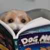 Biblioteka_pupil