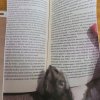 Biblioteka_pupil