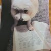 Biblioteka_pupil